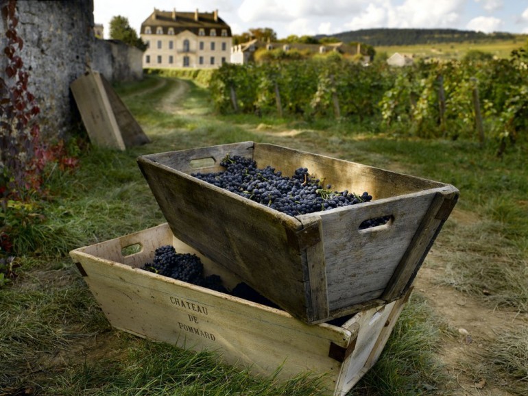 A vineyard in the Loire Valley, France, with the vineyard house pictured behind.